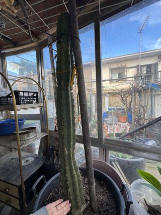 Cactus Opuntia grande