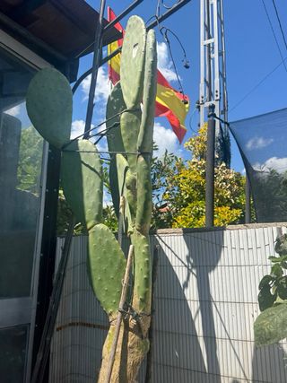 Cactus Opuntia grande