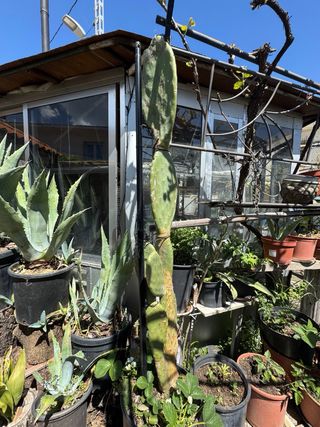 Cactus Opuntia grande