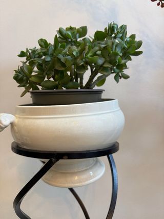 Macetero de forja con planta