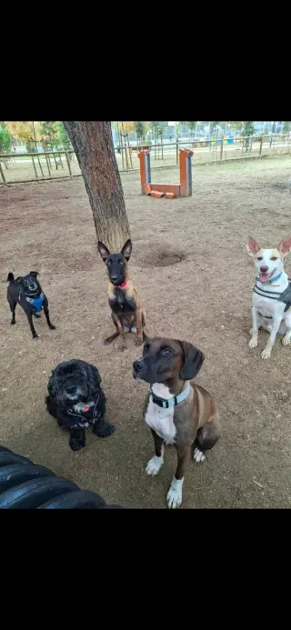 Adiestradora canina en Madrid