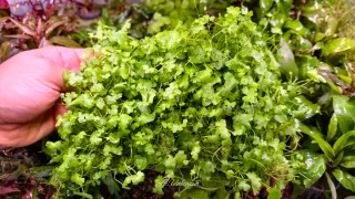 Alfombra Hydrocotyle tripartita plantas acuario