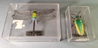 RIPRODUZIONI DI INSETTI