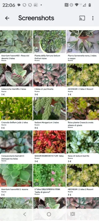 Lotto SERENA lotto di taleedi piante grasse miste