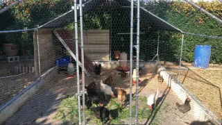 Gallinero metálico gris