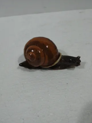 Caracol Faiança Portuguesa
