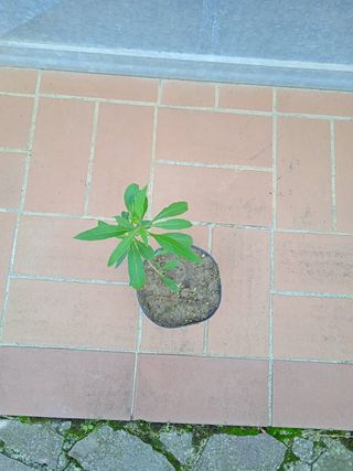 Pianta Goji Lycium Barbarum h 20 cm vaso 14