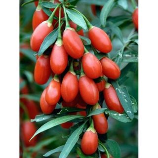 Pianta Goji Lycium Barbarum h 20 cm vaso 14