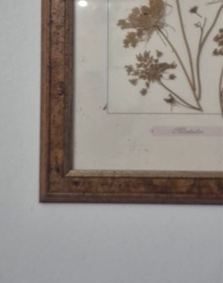 2 Cuadros Flores Secas Marco Madera