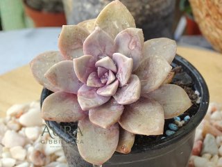 Suculenta Graptopetalum superbum vaso 10