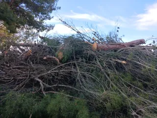 Legna di pino per caminetto