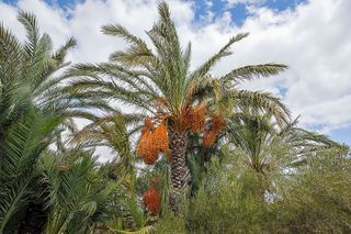 Casa rural en venta en Jubalcoi en Elche