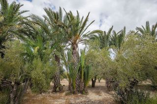 Casa rural en venta en Jubalcoi en Elche