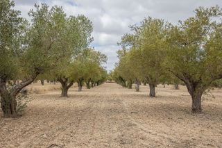 Casa rural en venta en Jubalcoi en Elche