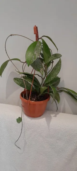 Hoya pubicalyx REVA foglie argentate