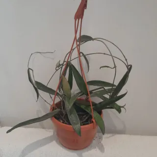 Hoya Mini Belle. Foglie lunghe fiore di cera rosa