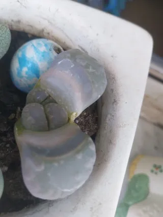 Pianta Sasso con figli