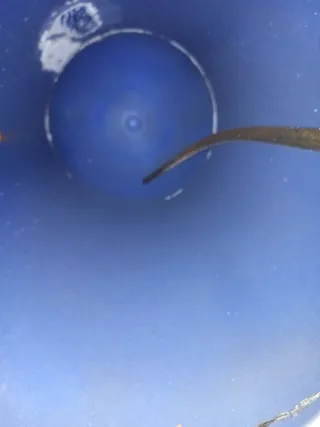 Termo eléctrico Thermor 50L