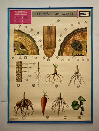 Láminas Botánica Organografía Jover S.A.