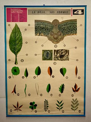 Láminas Botánica Organografía Jover S.A.