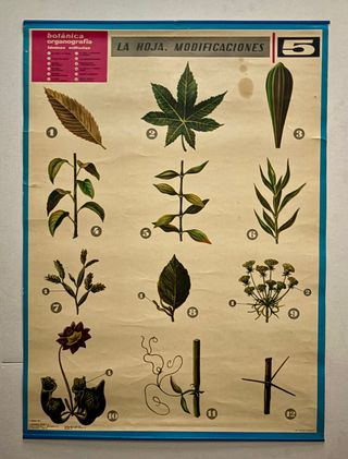 Láminas Botánica Organografía Jover S.A.