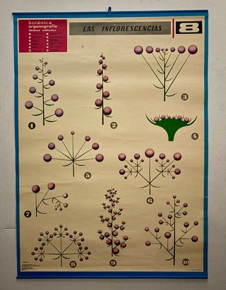 Láminas Botánica Organografía Jover S.A.