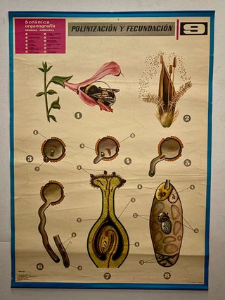 Láminas Botánica Organografía Jover S.A.