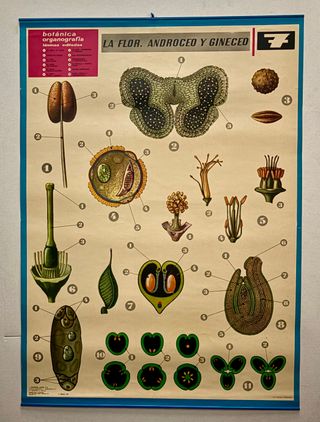 Láminas Botánica Organografía Jover S.A.