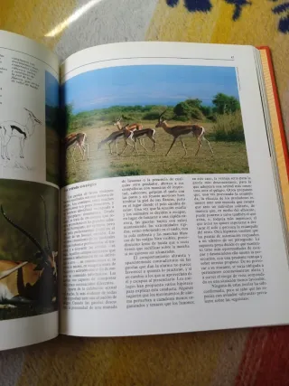Libro de animales