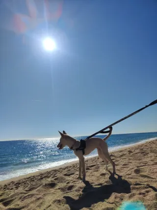 Paseadora de perros