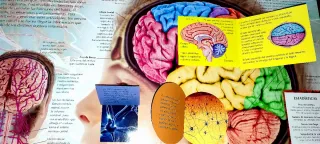 El cuerpo humano (Lupa mágica) (Spanish Edition)