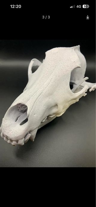 Craneo de Lobo 3D