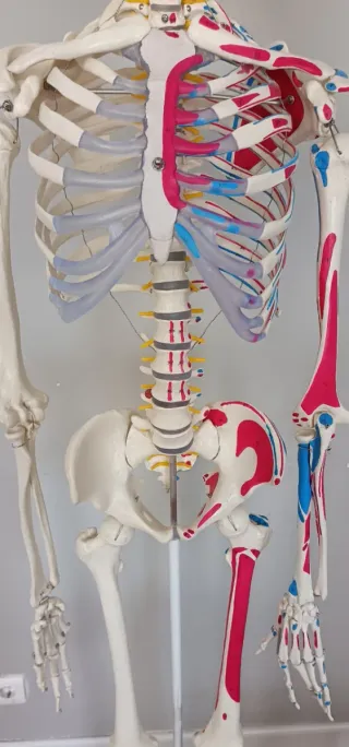 Esqueleto Anatómico Humano Realista