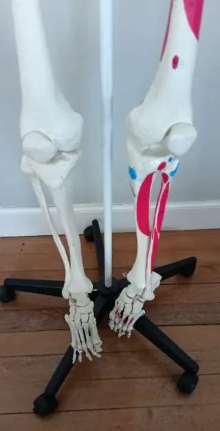 Esqueleto Anatómico Humano Realista