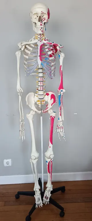 Esqueleto Anatómico Humano Realista