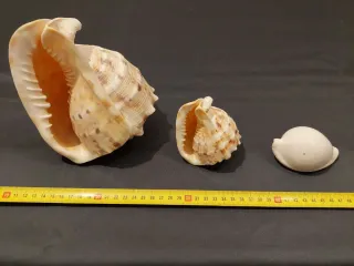Collezione 3 Conchiglie di Mare