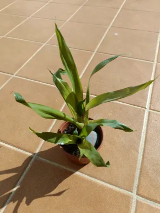 Planta Bromelia 1