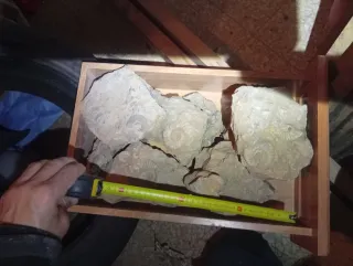 Fósiles sin limpiar