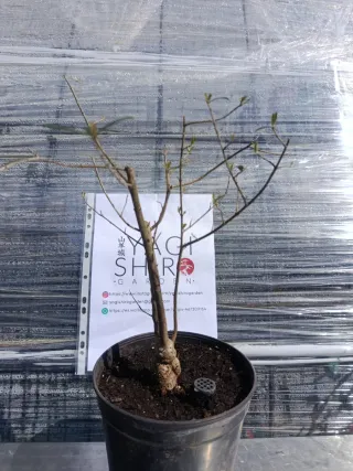 Pre-bonsái Acebuche / Olivo