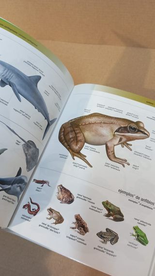 Mini diccionario visual español-francés