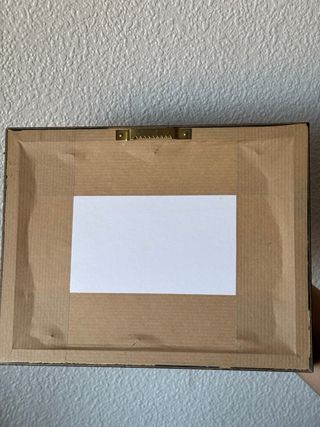 Tropidacris Cristata Insecto Exhibido