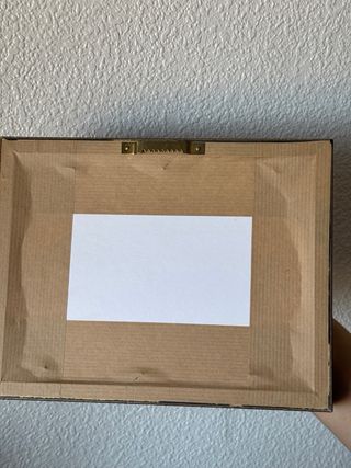 Tropidacris Cristata Insecto Exhibido