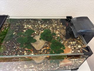 Acuario pecera como nueva