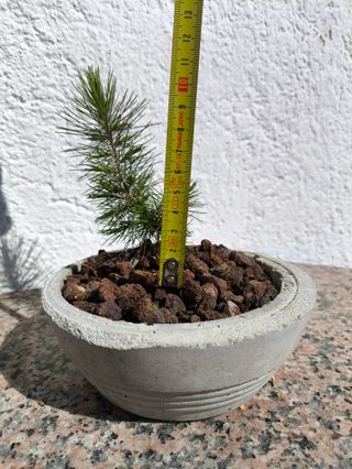 Bonsái Shohin/Meme Pino Carrasco