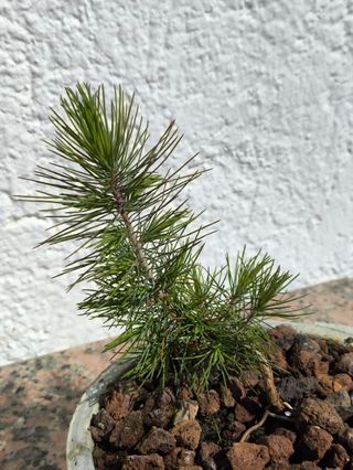 Bonsái Shohin/Meme Pino Carrasco