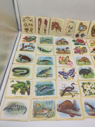 Cromos Vida y Color Colección