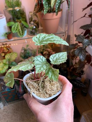Begonia Rex Tap Dance