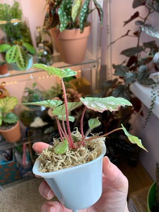 Begonia Rex Tap Dance