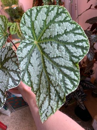 Begonia Rex Tap Dance