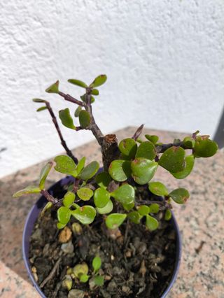 Prebonsái Portulacaria afra